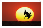 Brown Pelican Diving in Front of Setting Sun by Anonymous