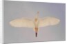 Cattle egret by Anonymous
