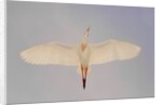 Cattle egret by Anonymous
