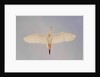 Cattle egret by Anonymous