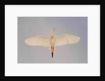 Cattle egret by Anonymous