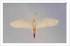 Cattle egret by Anonymous
