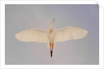 Cattle egret by Anonymous