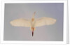 Cattle egret by Anonymous