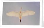 Cattle egret by Anonymous