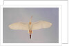 Cattle egret by Anonymous