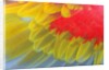 Feathers of a Scarlet Macaw by Anonymous
