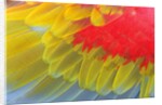 Feathers of a Scarlet Macaw by Anonymous