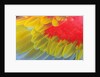 Feathers of a Scarlet Macaw by Anonymous
