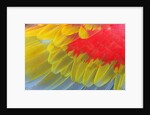 Feathers of a Scarlet Macaw by Anonymous