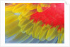 Feathers of a Scarlet Macaw by Anonymous