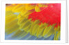 Feathers of a Scarlet Macaw by Anonymous