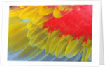 Feathers of a Scarlet Macaw by Anonymous