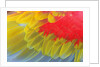 Feathers of a Scarlet Macaw by Anonymous