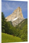 Cattle grazing at the foot of Mont Aiguille by Anonymous