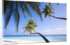 Coconut palm trees shading the beach and lagoon by Anonymous