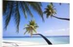 Coconut palm trees shading the beach and lagoon by Anonymous