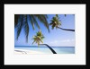 Coconut palm trees shading the beach and lagoon by Anonymous