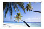 Coconut palm trees shading the beach and lagoon by Anonymous