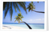Coconut palm trees shading the beach and lagoon by Anonymous