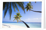 Coconut palm trees shading the beach and lagoon by Anonymous