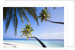 Coconut palm trees shading the beach and lagoon by Anonymous
