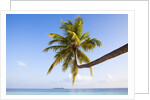 Coconut palm tree by the lagoon by Anonymous