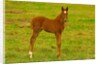 Thoroughbred foal at Stonestreet Farms by Anonymous