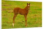 Thoroughbred foal at Stonestreet Farms by Anonymous