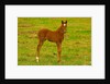 Thoroughbred foal at Stonestreet Farms by Anonymous