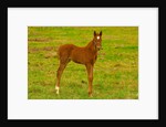 Thoroughbred foal at Stonestreet Farms by Anonymous