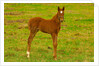 Thoroughbred foal at Stonestreet Farms by Anonymous