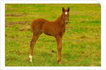 Thoroughbred foal at Stonestreet Farms by Anonymous