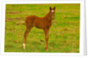 Thoroughbred foal at Stonestreet Farms by Anonymous