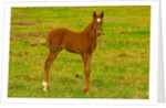 Thoroughbred foal at Stonestreet Farms by Anonymous