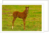 Thoroughbred foal at Stonestreet Farms by Anonymous