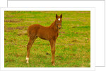 Thoroughbred foal at Stonestreet Farms by Anonymous