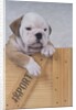 Bulldog in Wooden Box by Anonymous