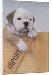 Bulldog in Wooden Box by Anonymous