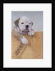 Bulldog in Wooden Box by Anonymous