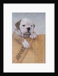 Bulldog in Wooden Box by Anonymous