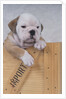 Bulldog in Wooden Box by Anonymous