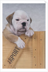 Bulldog in Wooden Box by Anonymous