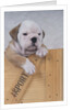 Bulldog in Wooden Box by Anonymous