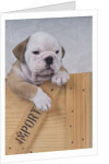 Bulldog in Wooden Box by Anonymous