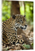 Captive Jaguar at Las Pumas Rescue Shelter by Anonymous