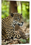 Captive Jaguar at Las Pumas Rescue Shelter by Anonymous