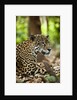 Captive Jaguar at Las Pumas Rescue Shelter by Anonymous