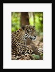 Captive Jaguar at Las Pumas Rescue Shelter by Anonymous
