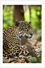 Captive Jaguar at Las Pumas Rescue Shelter by Anonymous